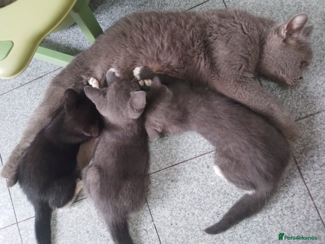 British Shorthair cats for sale: British shorthairs in Bromley - Image 6