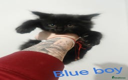 Mixed Breed cats for sale: Beautyfull fluffy kittens ragcoon - tuxedo cross  - Image 22