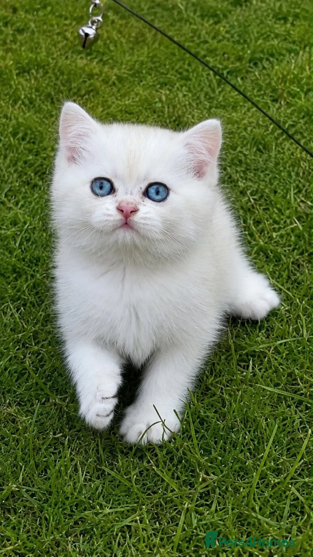 British Shorthair cats for sale: British Shorthair cats - Advert 2