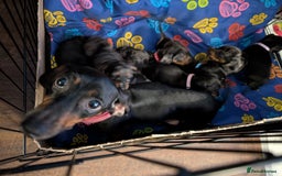 Dachshund dogs for sale: Dachshund Puppies - Image 4
