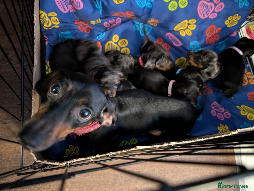 Dachshund dogs for sale: Dachshund Puppies - Image 4