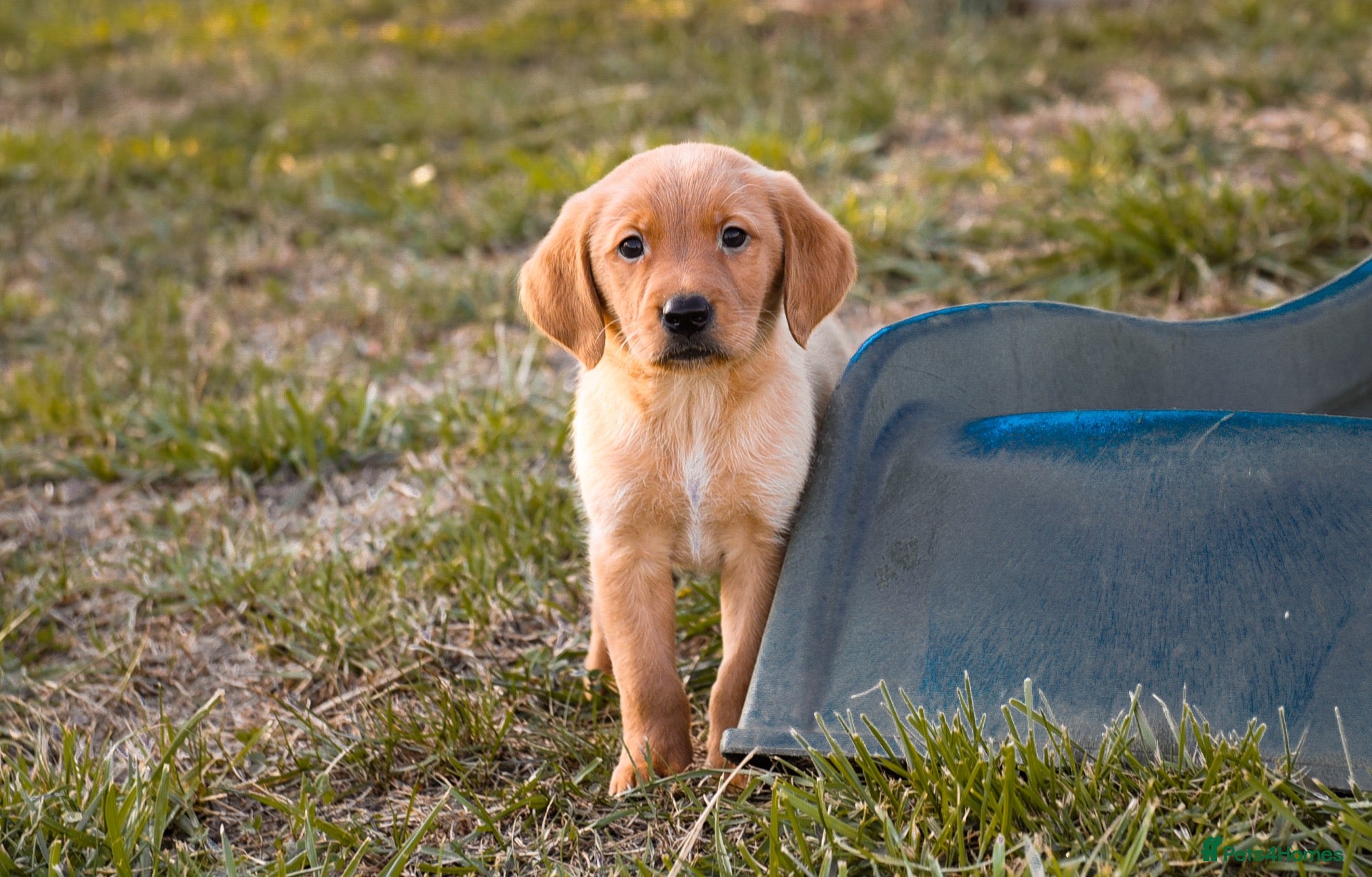 Goldador dogs Beautiful Red Goldador KC Reg Parents - Advert 2