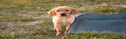 Goldador dogs for sale: Beautiful Red Goldador KC Reg Parents - Advert 2