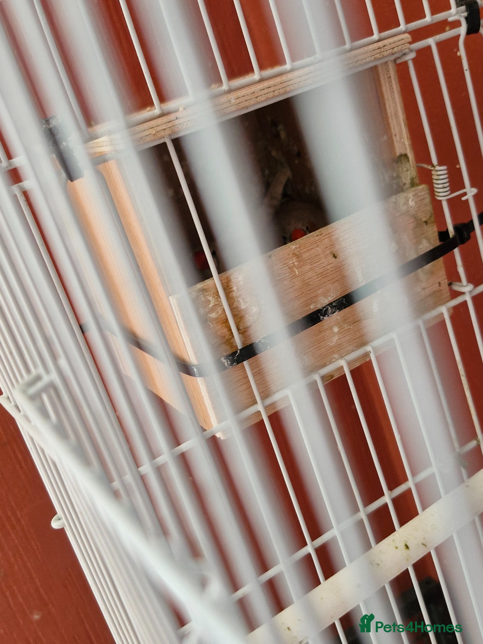 Finches birds for sale: Finches and budgies for sale  - Advert 6