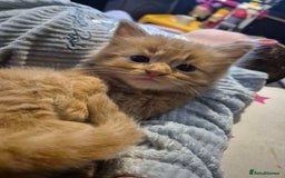 Mixed Breed cats for sale: Gorgeous kittens long and short haired - Image 1