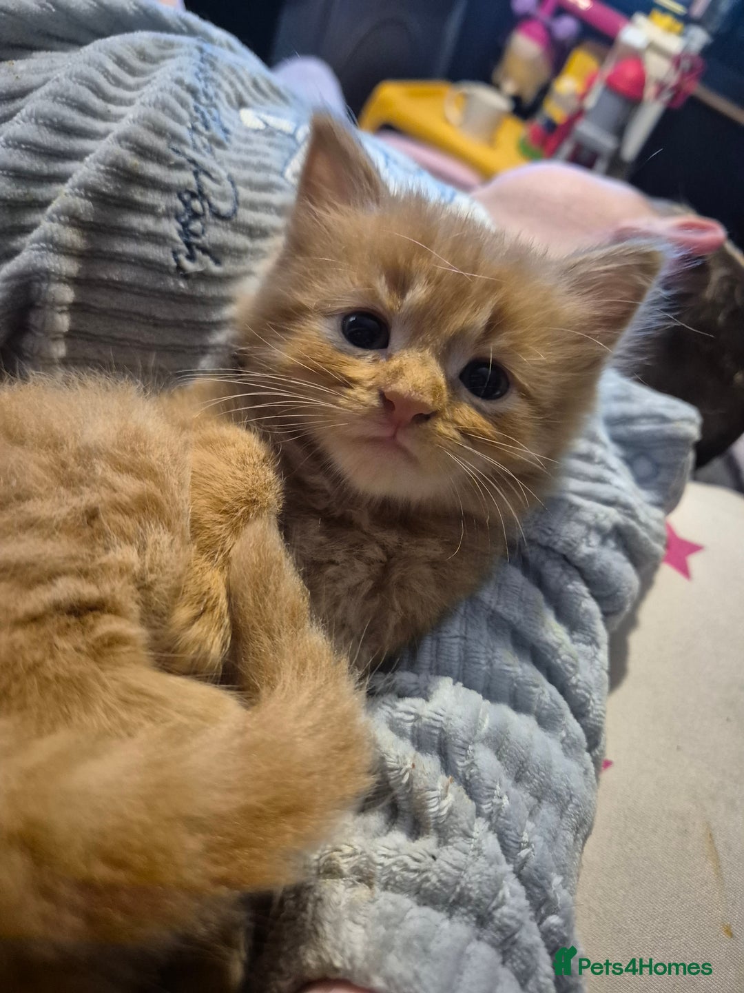 Mixed Breed cats for sale: Gorgeous kittens long and short haired - Image 1