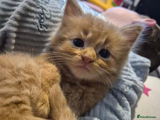 Mixed Breed cats for sale - Advert 1