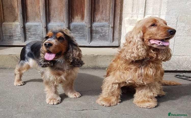 Cocker Spaniel dogs Stunning Health Tested KC Reg Show Cocker Spaniels - Advert 3