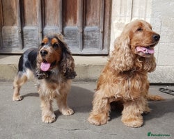 Cocker Spaniel dogs Stunning Health Tested KC Reg Show Cocker Spaniels - Advert 8