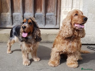Cocker Spaniel dogs Stunning Health Tested KC Reg Show Cocker Spaniels - Advert 3