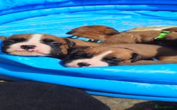 Boxer dogs for sale: *** ONLY 2 LEFT!!! *** - Image 28