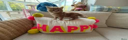 Mixed Breed cats for sale: The most adorable kittens 🐱🐱! - Advert 4