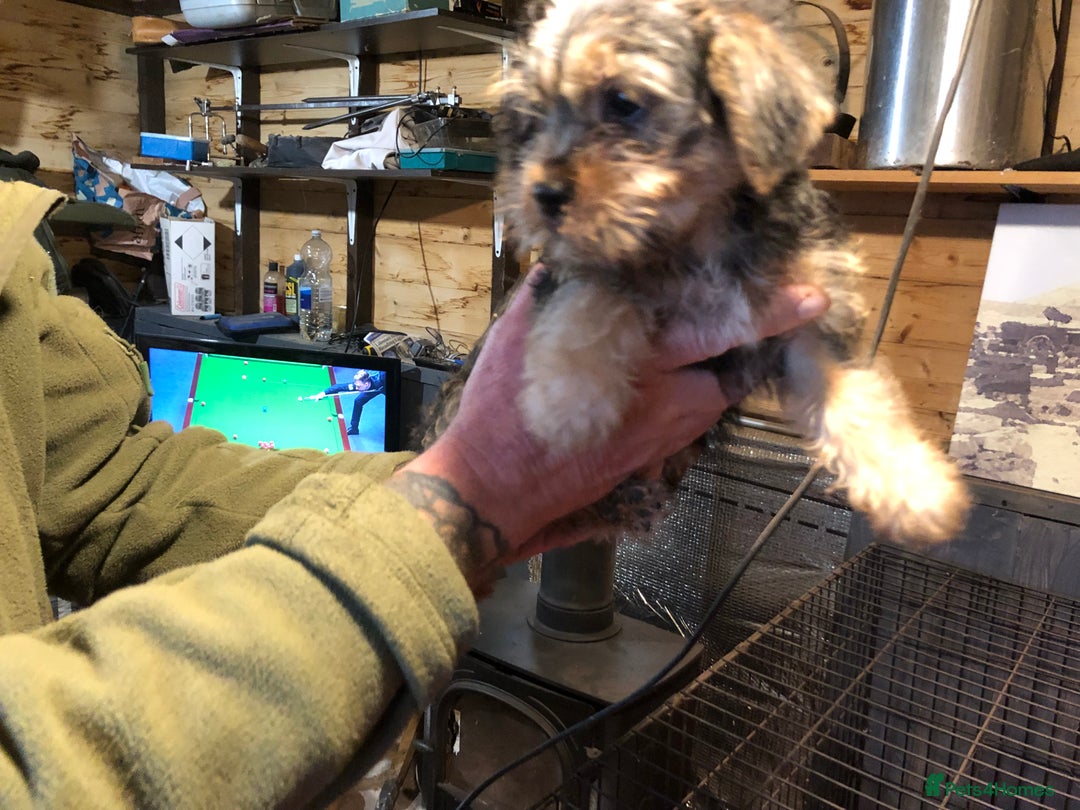 Lhasa Apso dogs for sale: Lhasa Apso puppies  - Advert 4