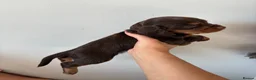 Cocker Spaniel dogs for sale: Beautiful Cocker spaniel puppies for sale - Advert 36