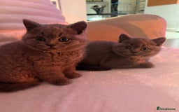 British Shorthair cats for sale: Prudence & pipers babies - Image 1