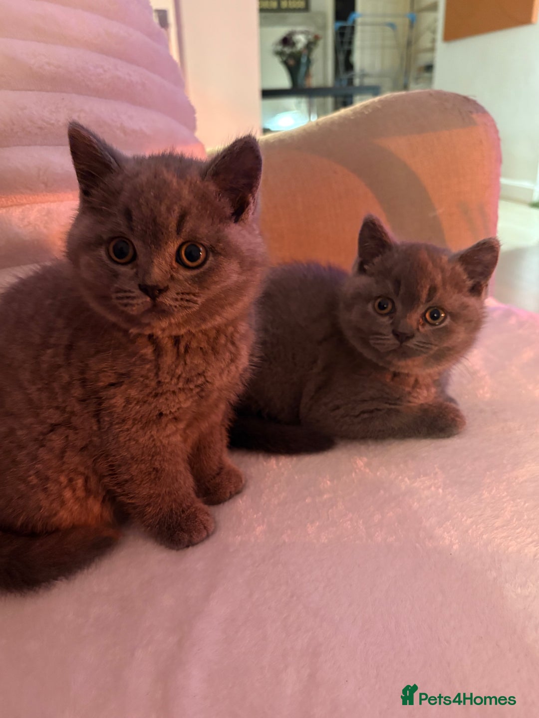 British Shorthair cats for sale: Prudence & pipers babies - Image 1