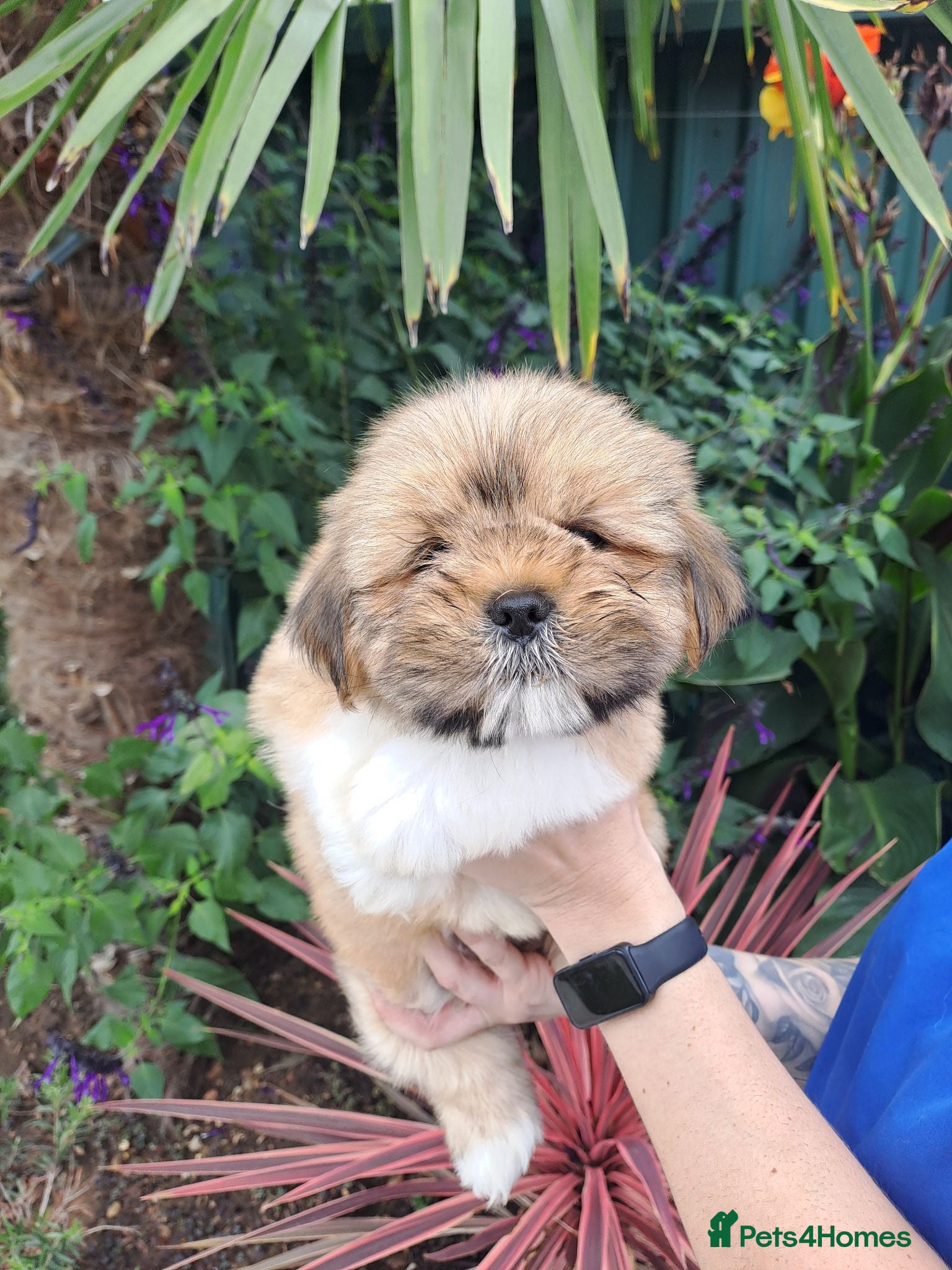 Lhasa Apso dogs Lhasa Apso Puppies  - Advert 2