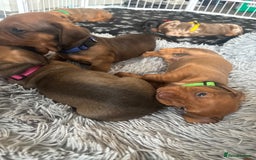 Dachshund dogs for sale: Beautiful dachshund puppies  - Image 28