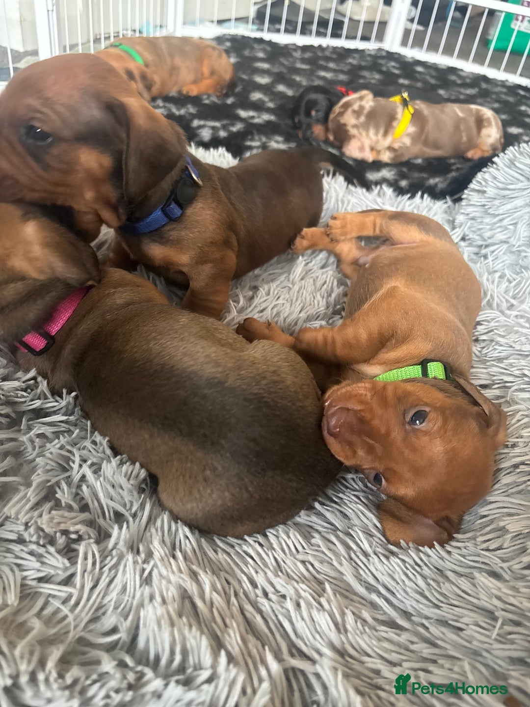 Dachshund dogs for sale: Beautiful dachshund puppies  - Image 28
