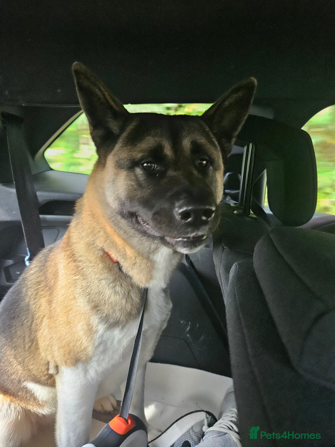 Akita dogs for sale: 1 yr old American akita - Image 1