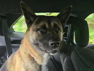 Akita dogs - Advert 15