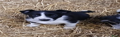 Border Collie Puppy 10