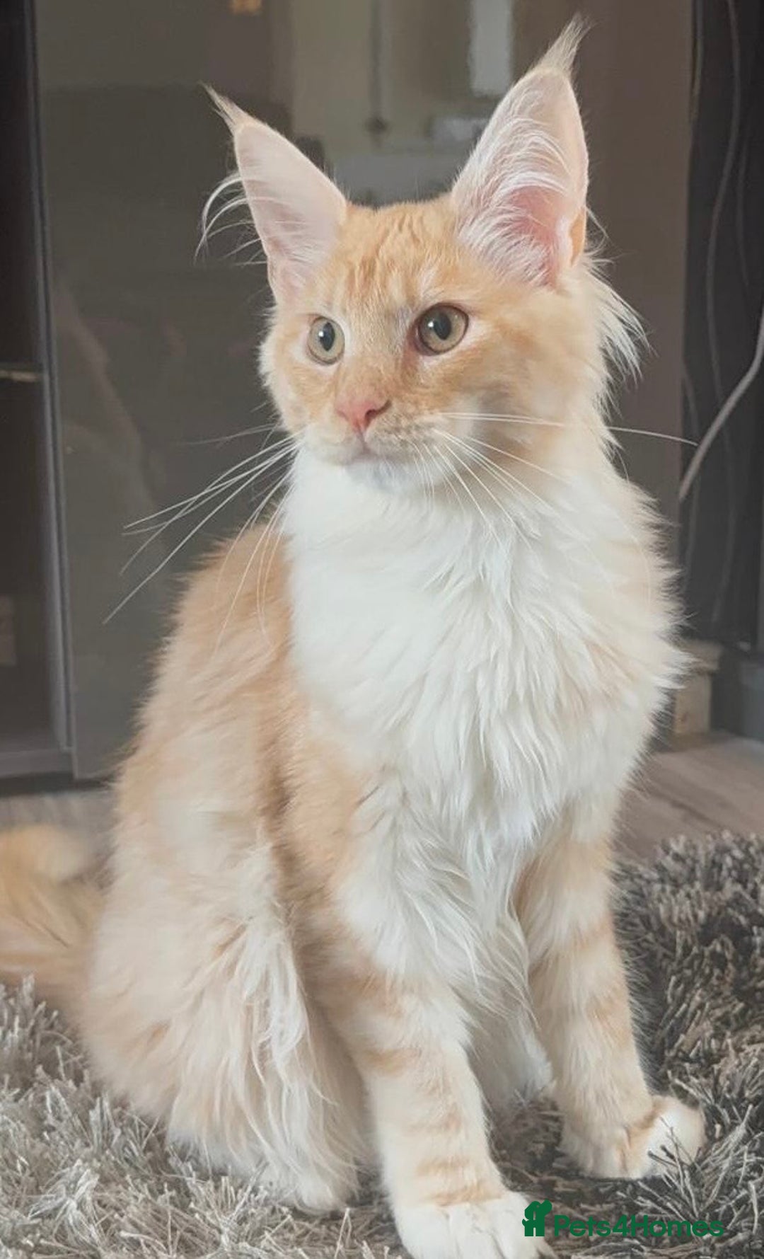 Maine Coon cats for sale: Big girl Maine coon kitten - Image 3