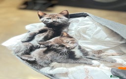 Domestic Shorthair cats for sale: Beautiful all black female kitten ready to leave - Image 3