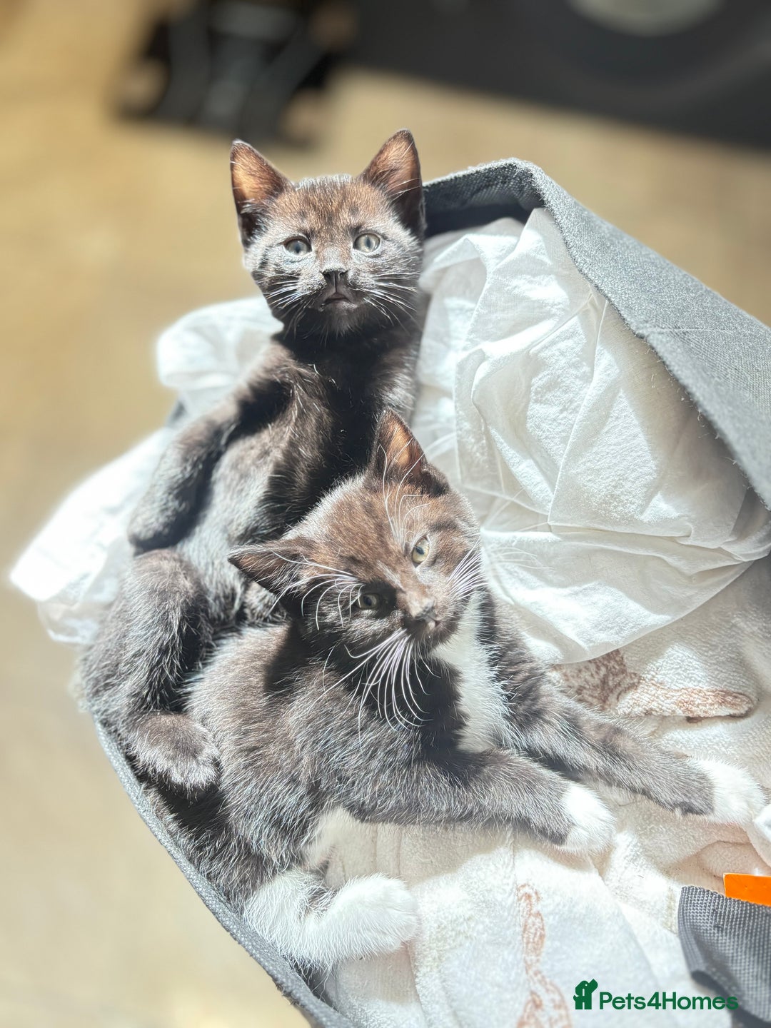 Domestic Shorthair cats for sale: Beautiful all black female kitten ready to leave - Image 3