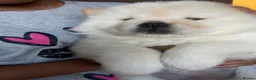 Chow Chow dogs for sale: Chow chow babies  in Enfield - Advert 6