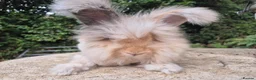 Angora rabbits for sale: 🌟STUNNING ANGORA BABIES- maxi full face 🌟 - Advert 4