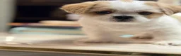 Shih Tzu dogs for sale: Gorgeous tiny imperial shih Tzu girl - Advert 3