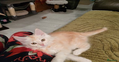 Maine Coon cats - Advert 11