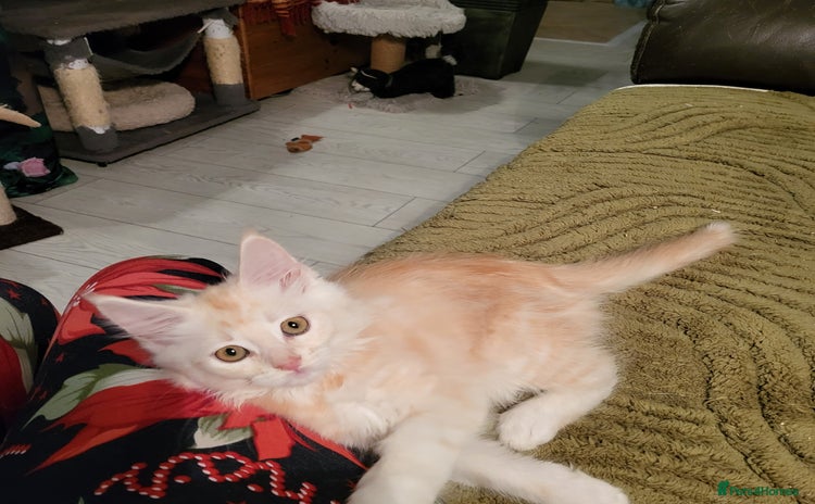 Maine Coon cats - Advert 3