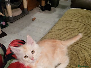 Maine Coon cats - Advert 5