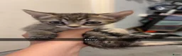British Shorthair cats for sale: Tabby kittens - Advert 8