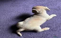 Mixed Breed dogs for sale: French wieners - Image 23
