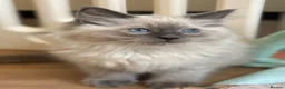 Ragdoll cats for sale: RAGDOLL KITTENS READY NOW  - Advert 3