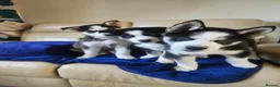 Siberian Husky dogs for sale: 3 husky puppies! in Stevenage - Advert 1
