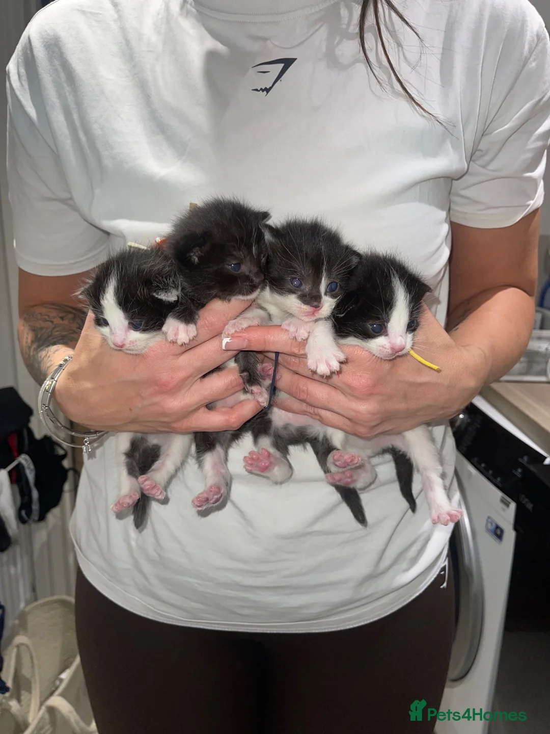 Ragdoll cats for sale: Beautiful Ragdoll Cross Kittens 🐾 - Advert 1