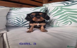 Cavalier King Charles Spaniel dogs for sale: Stunning Cavalier Puppies Ready2Go - Image 16