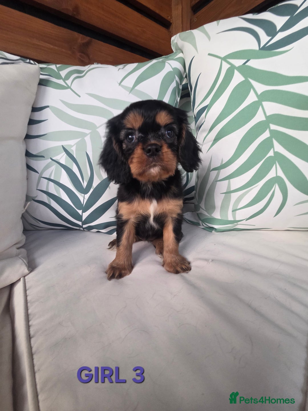 Cavalier King Charles Spaniel dogs for sale: Stunning Cavalier Puppies Ready2Go - Image 16