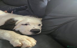 Saint Bernard dogs for sale: Saint bernard female  - Image 2