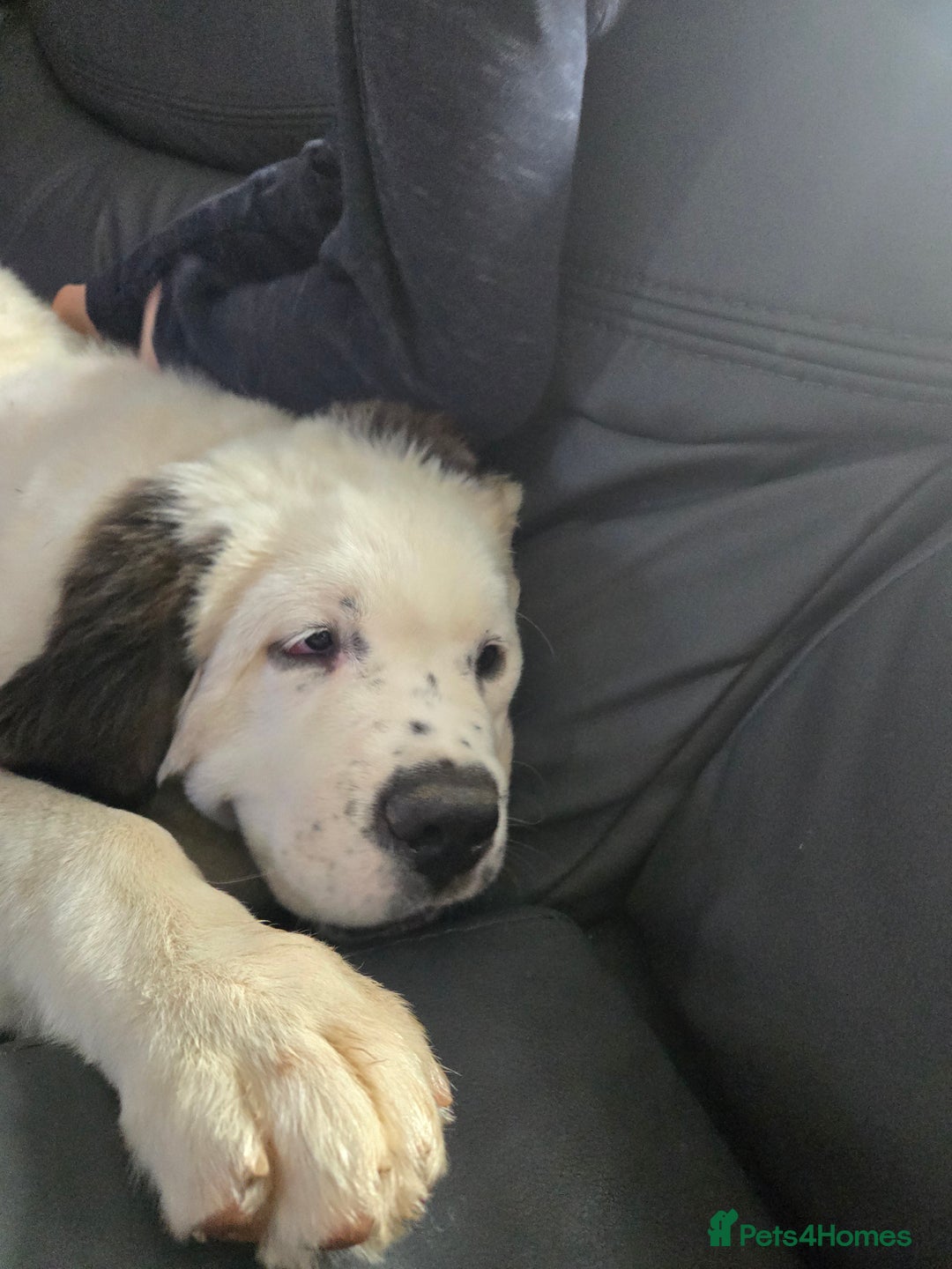 Saint Bernard dogs for sale: Saint bernard female  - Image 2