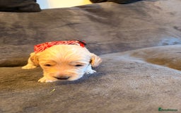 Cockapoo dogs for sale: 3 beautiful boys  - Image 3