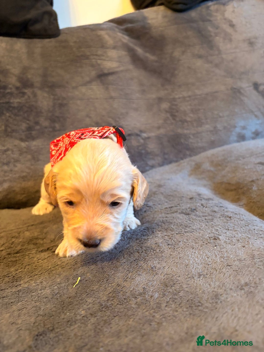 Cockapoo dogs for sale: 3 beautiful boys  - Image 3