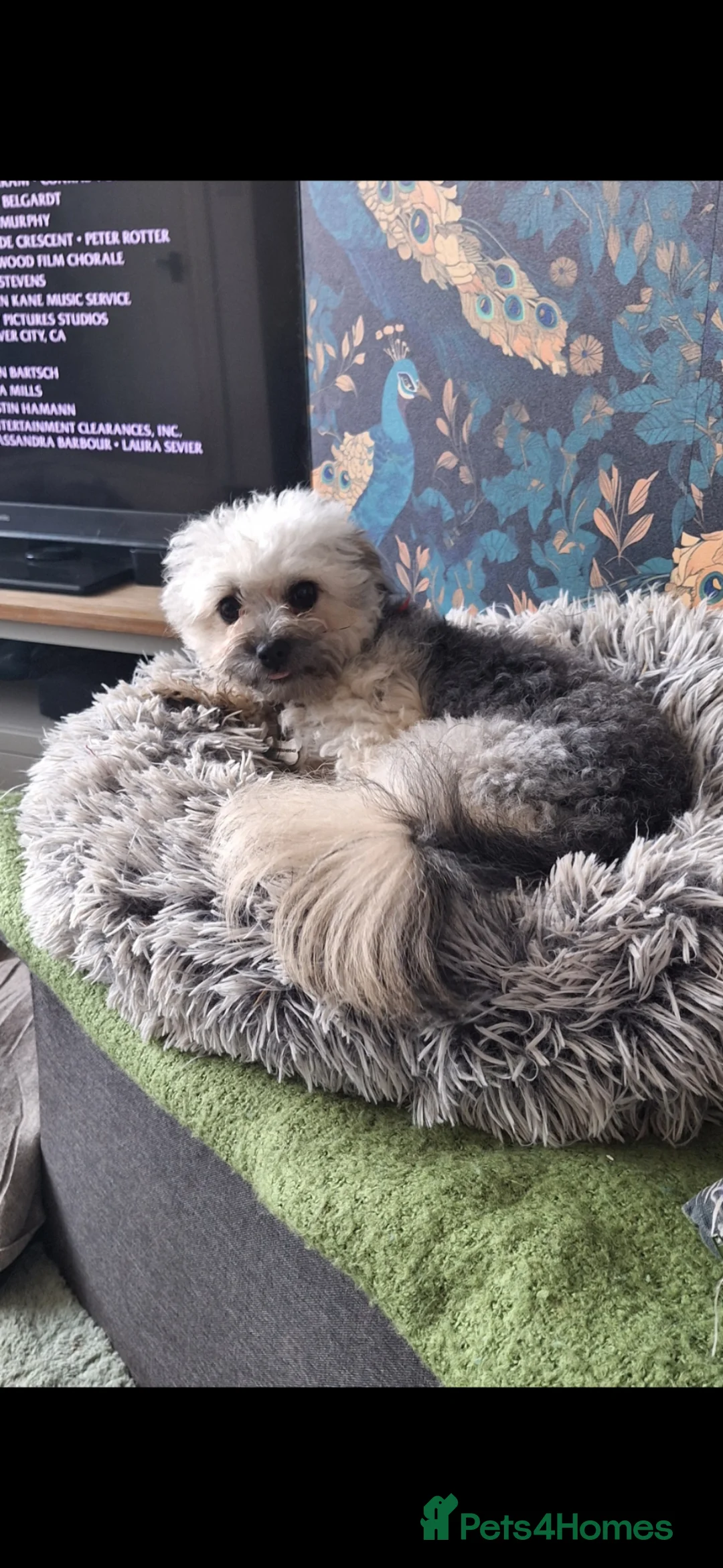 Mixed Breed dogs for sale: Beautiful pomchie x bichion frise girl  - Advert 2