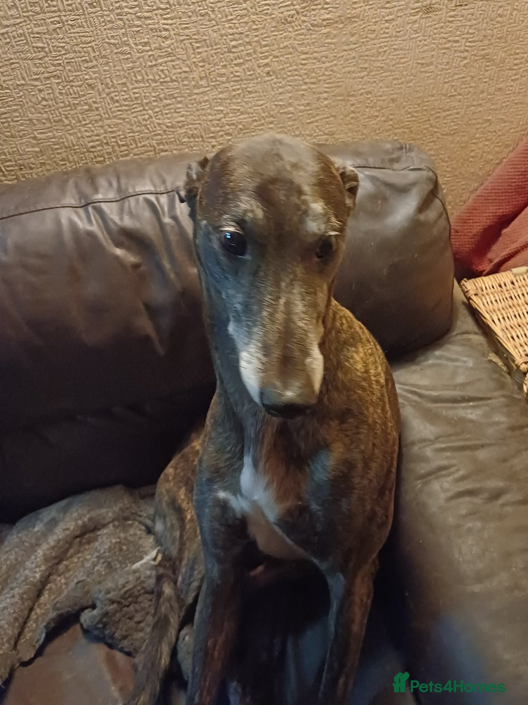Greyhound dogs for sale: Ex racer looking for a new sofa - Advert 4