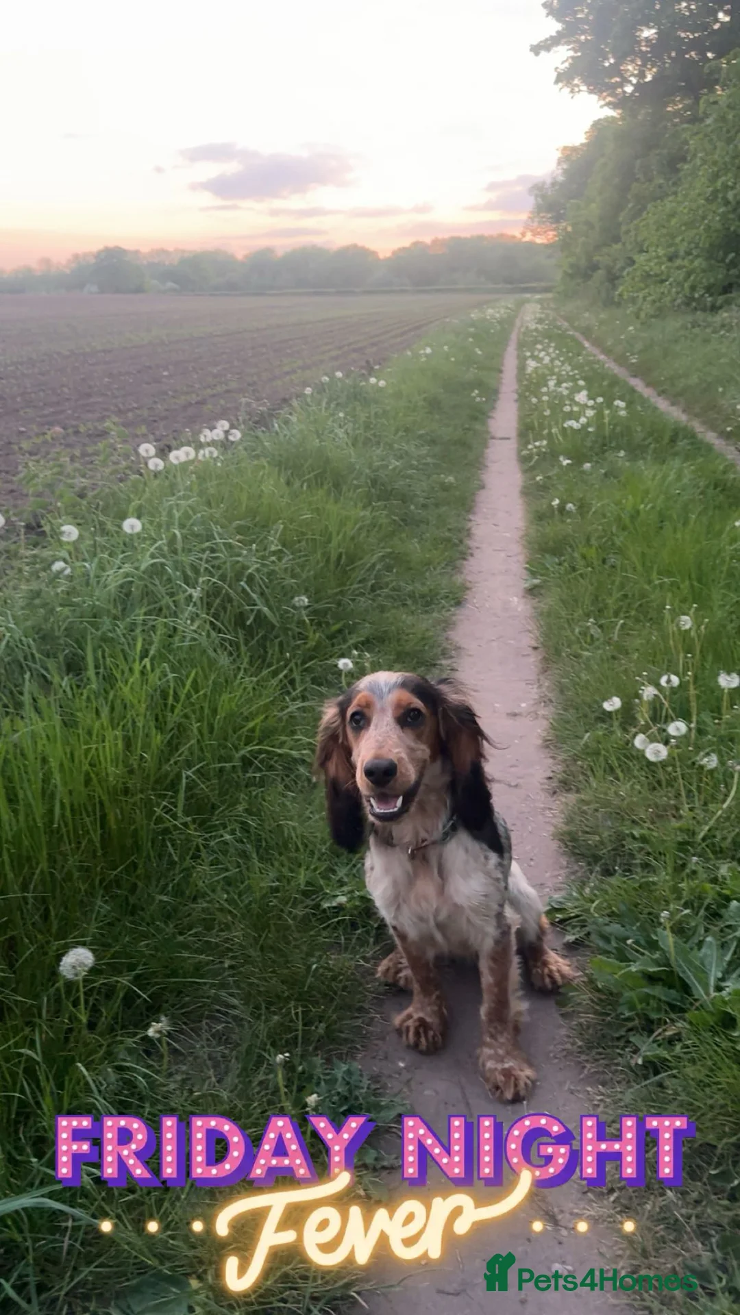 Cocker Spaniel dogs for stud: Male Cocker spaniel for Stud   - Advert 7