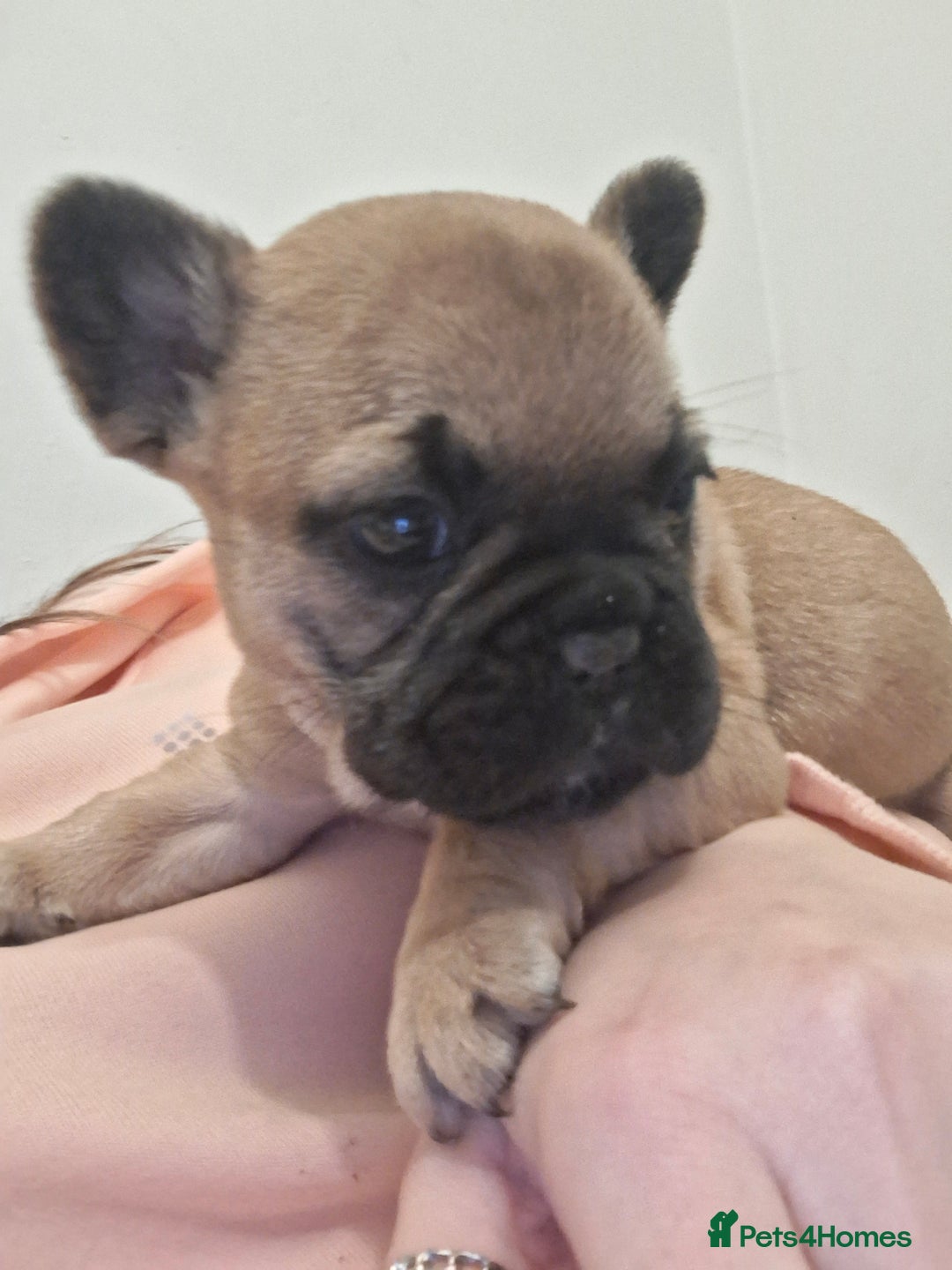 French Bulldog dogs for sale:  Pink Gene / fluffy french bulldog puppies - Advert 9